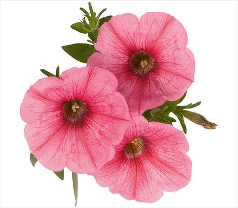 Photos von Blumenvarianten benutzt als: Topf, Terrasse, Ampel. Petunia x hybrida RED FOX Sweetunia® Bubble Gum