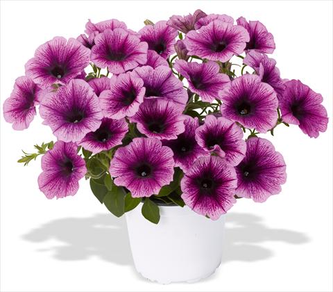 Photos von Blumenvarianten benutzt als: Topf, Terrasse, Ampel. Petunia x hybrida RED FOX Sweetunia® Grape Ice