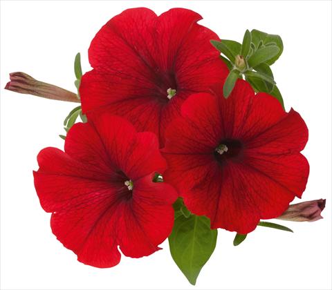 Photos von Blumenvarianten benutzt als: Topf, Terrasse, Ampel. Petunia x hybrida RED FOX Sweetunia® Hot Rod Red