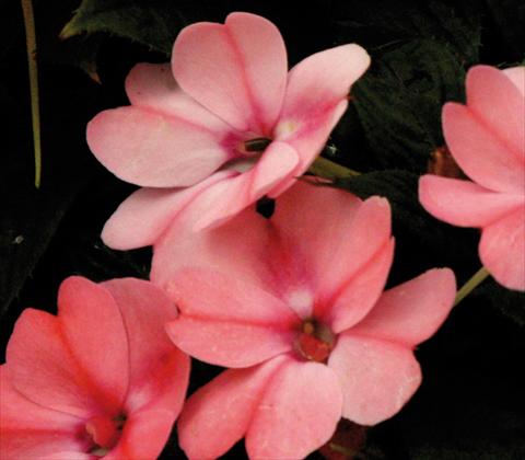 Photos von Blumenvarianten benutzt als: Topf und Beet Impatiens N. Guinea SunPatiens® Compact Blush Pink