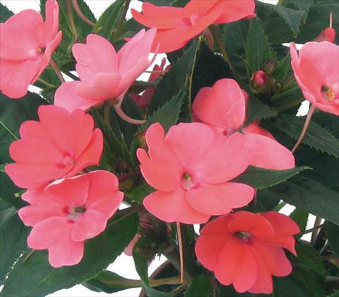 Photos von Blumenvarianten benutzt als: Topf und Beet Impatiens N. Guinea SunPatiens® Compact Coral