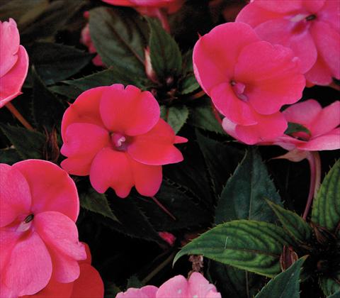 Photos von Blumenvarianten benutzt als: Topf und Beet Impatiens N. Guinea SunPatiens® Compact Deep Rose