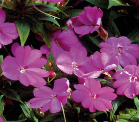 Photos von Blumenvarianten benutzt als: Topf und Beet Impatiens N. Guinea SunPatiens® Compact Lilac