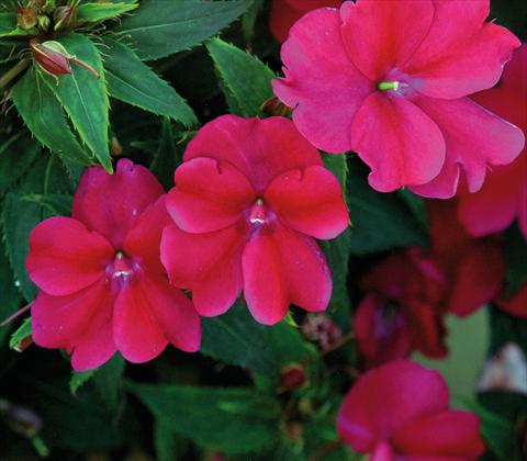 Photos von Blumenvarianten benutzt als: Topf und Beet Impatiens N. Guinea SunPatiens® Compact Magenta