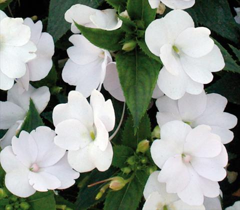Photos von Blumenvarianten benutzt als: Topf und Beet Impatiens N. Guinea SunPatiens® Compact White