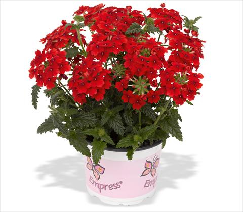 Photos von Blumenvarianten benutzt als: Topf, Terrasse, Ampel. Verbena RED FOX Empress Flair Red