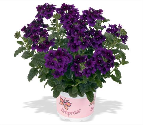 Photos von Blumenvarianten benutzt als: Topf, Terrasse, Ampel. Verbena RED FOX Empress Flair Violet Blue