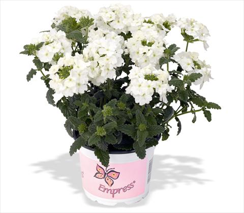 Photos von Blumenvarianten benutzt als: Topf, Terrasse, Ampel. Verbena RED FOX Empress Flair White