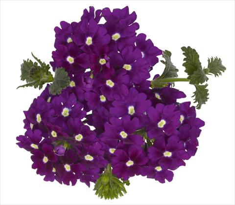 Photos von Blumenvarianten benutzt als: Topf, Terrasse, Ampel. Verbena RED FOX Empress Violet Blue Charme
