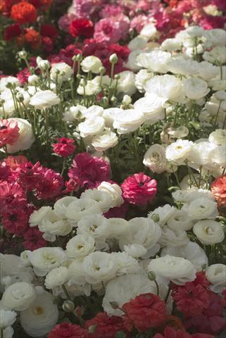 Photos von Blumenvarianten benutzt als: Topf und Beet Ranunculus asiaticus Bloomingdale Mix