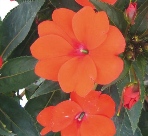 Photos von Blumenvarianten benutzt als: Topf, Beet, Terrasse, Ampel Impatiens N. Guinea SunPatiens® Compact Green Leaf Orange