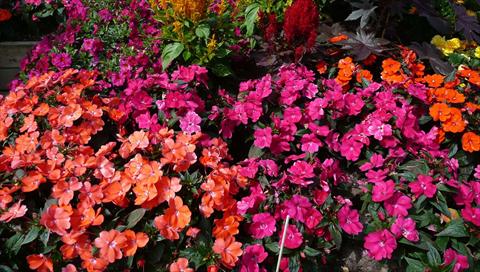 Photos von Blumenvarianten benutzt als: Topf und Beet Impatiens N. Guinea SunPatiens® Compact Magenta Orange