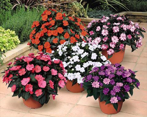 Photos von Blumenvarianten benutzt als: Topf und Beet Impatiens N. Guinea SunPatiens® Compact Series