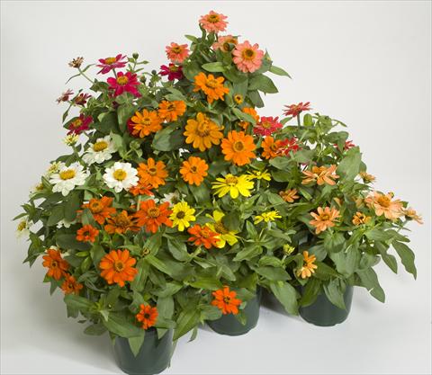 Photos von Blumenvarianten benutzt als: Topf und Beet Zinnia interspecifica Profusion Mix