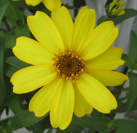 Photos von Blumenvarianten benutzt als: Topf und Beet Zinnia interspecifica Profusion Yellow