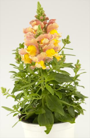 Photos von Blumenvarianten benutzt als: Topf und Beet Antirrhinum majus Peach Paradise Dazzling Lips®