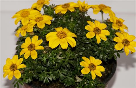Photos von Blumenvarianten benutzt als: Topf, Terrasse, Ampel. Bidens ferulifolia Improved Oly Star 2Teeth®