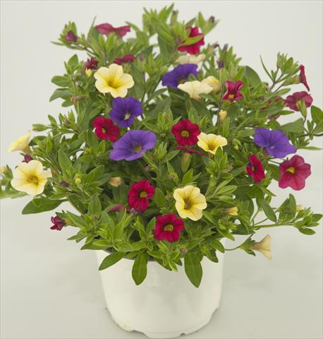 Photos von Blumenvarianten benutzt als: Topf, Terrasse, Ampel. 3 Combo Calibrachoa Checkies Blue Wine Goldberry