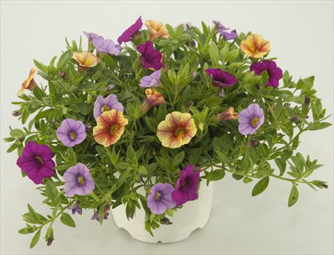 Photos von Blumenvarianten benutzt als: Topf, Terrasse, Ampel. 3 Combo Calibrachoa Checkies Lavender Pink Goldpeach