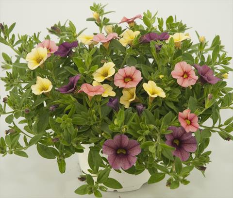 Photos von Blumenvarianten benutzt als: Topf, Terrasse, Ampel. 3 Combo Calibrachoa Checkies Peach Plum Goldberry