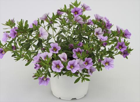 Photos von Blumenvarianten benutzt als: Topf, Terrasse, Ampel. Calibrachoa Sweet Bells® Lavender