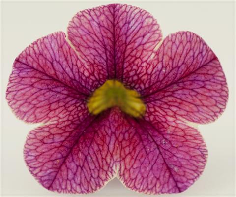 Photos von Blumenvarianten benutzt als: Topf, Terrasse, Ampel. Calibrachoa Sweet Bells® Strawberry Cream