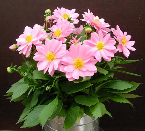 Photos von Blumenvarianten benutzt als: Topf und Beet Dahlia Starlias Rose