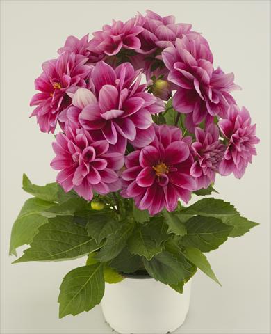 Photos von Blumenvarianten benutzt als: Topf und Beet Dahlia Starlias Violet