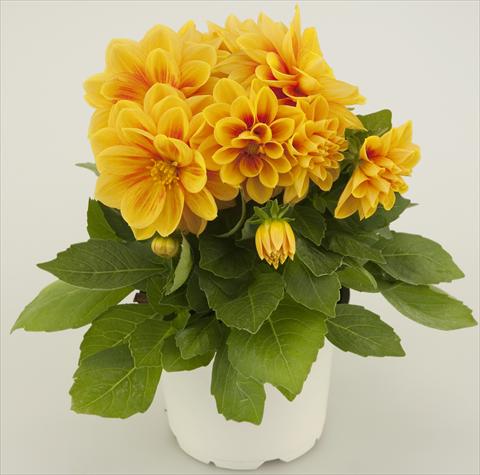 Photos von Blumenvarianten benutzt als: Topf und Beet Dahlia Starlias Yellow Orange Splash
