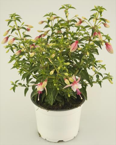 Photos von Blumenvarianten benutzt als: Topf und Beet Fuchsia Summermelody® Sunantonio