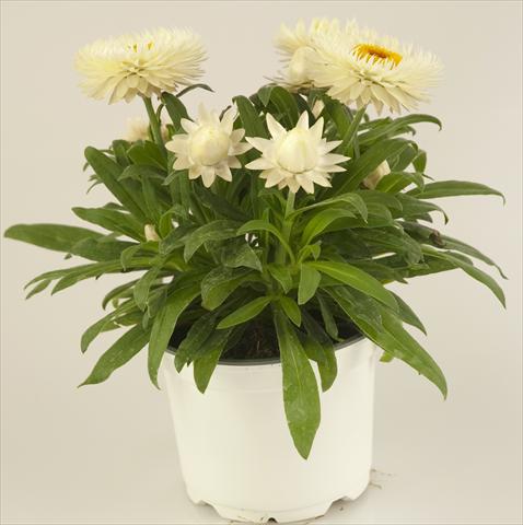Photos von Blumenvarianten benutzt als: Topf und Beet Helichrysum (Bracteantha) Xagros® Weiss