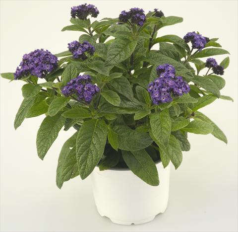Photos von Blumenvarianten benutzt als: Topf und Beet Heliotropium arborescens Blue Helios®