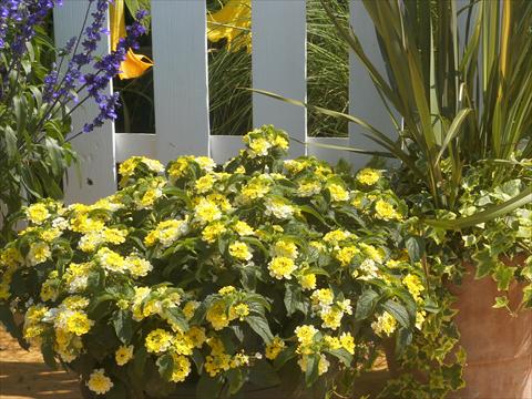 Photos von Blumenvarianten benutzt als: Topf und Beet Lantana camara Summerlovers® Simon Lemon