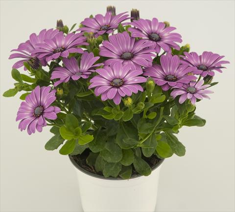 Photos von Blumenvarianten benutzt als: Topf und Beet Osteospermum Impassion® Lavenderrose