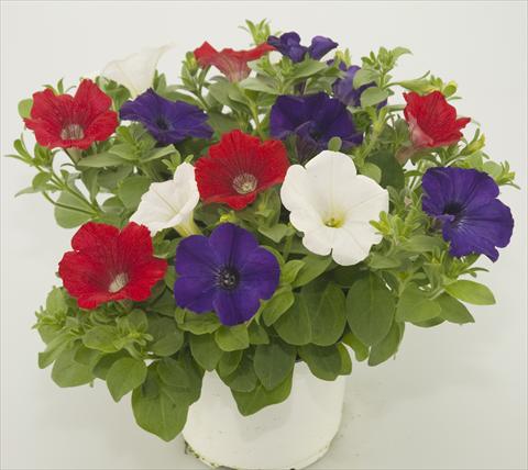 Photos von Blumenvarianten benutzt als: Topf, Terrasse, Ampel. 3 Combo Checkies Red White Blue
