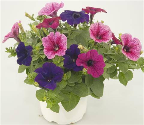 Photos von Blumenvarianten benutzt als: Topf, Terrasse, Ampel. 3 Combo Checkies Rose vein Purple Violet indigo
