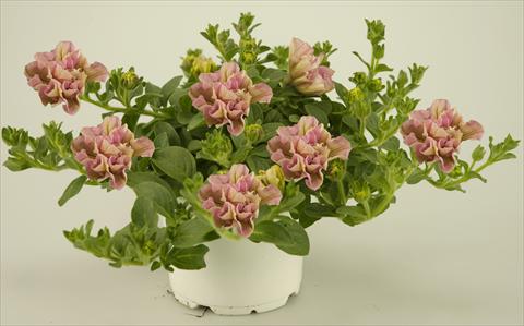 Photos von Blumenvarianten benutzt als: Topf, Terrasse, Ampel. Petunia Colour Bells® Light Rose Bell