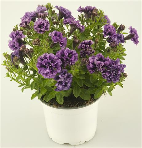 Photos von Blumenvarianten benutzt als: Topf, Terrasse, Ampel. Petunia Double Amethyst Vein Tiny Pleasure®