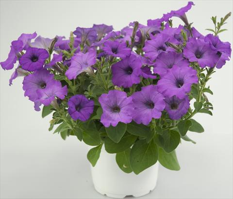 Photos von Blumenvarianten benutzt als: Topf, Terrasse, Ampel. Petunia Four Weeks Medium Orchid Sweetpleasure®