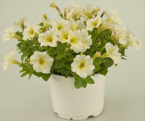 Photos von Blumenvarianten benutzt als: Topf, Terrasse, Ampel. Petunia Light Yellow Tiny Pleasure®