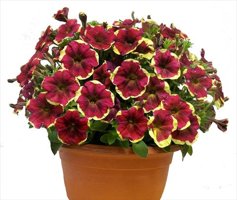 Photos von Blumenvarianten benutzt als: Topf, Terrasse, Ampel. Petunia Purple Yellow Circle Sunpleasure®