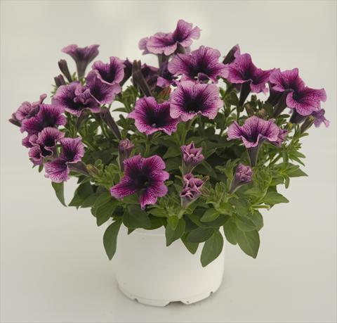 Photos von Blumenvarianten benutzt als: Topf, Terrasse, Ampel. Petunia Violet Black Vein Sweetpleasure®