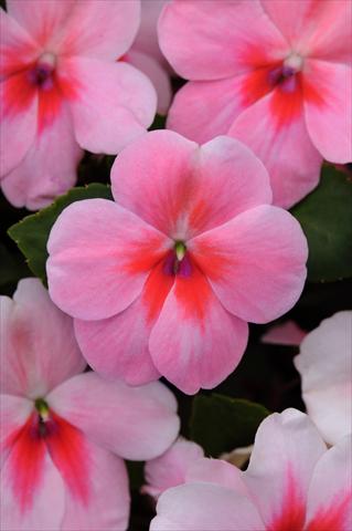 Photos von Blumenvarianten benutzt als: Topf und Beet Impatiens walleriana Impreza™ Pink Splash