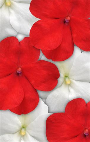 Photos von Blumenvarianten benutzt als: Topf und Beet Impatiens walleriana Impreza™ Red White Mix