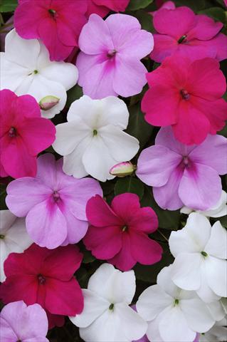 Photos von Blumenvarianten benutzt als: Topf und Beet Impatiens walleriana Impreza™ Wedgewood Mix