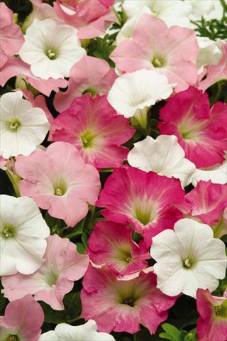 Photos von Blumenvarianten benutzt als: Beet, Topf oder Ampel Petunia x hybrida Easy Wave Tropicana Mix