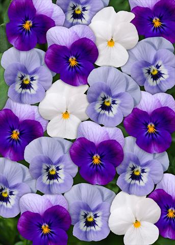Photos von Blumenvarianten benutzt als: Topf und Beet Viola cornuta Sorbet™ Blueberry Frost Mix XP
