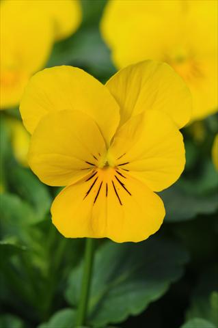 Photos von Blumenvarianten benutzt als: Topf und Beet Viola cornuta Sorbet™ Yellow XP