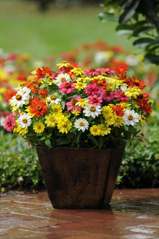 Photos von Blumenvarianten benutzt als: Topf und Beet Zinnia marylandica Zahara Mix