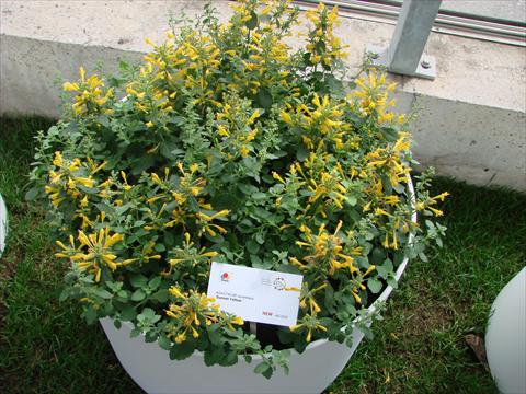 Photos von Blumenvarianten benutzt als: Topf und Beet Agastache aurantiaca Sunset Yellow